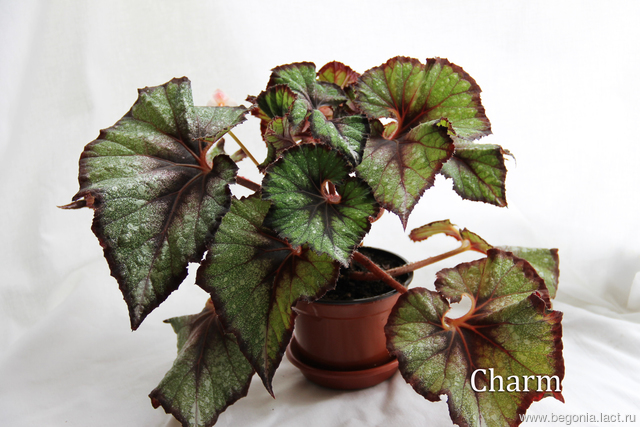 B. ‘Charm’